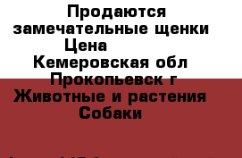 Продаются замечательные щенки › Цена ­ 2 500 - Кемеровская обл., Прокопьевск г. Животные и растения » Собаки   